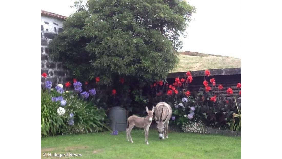 MiratecArts desafia fotógrafos a registarem burros anões