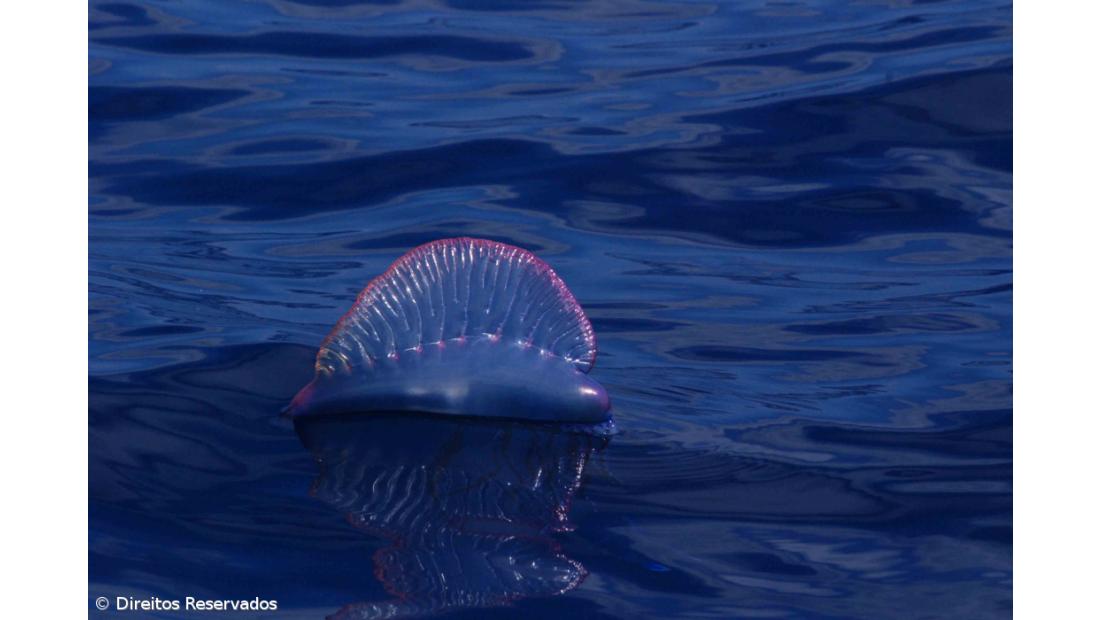 IPMA alerta para caravelas-portuguesas avistadas em praias dos Açores e do continente
