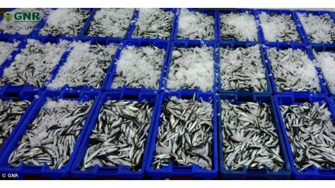 GNR apreendeu 170 quilos de chicharro em São Miguel