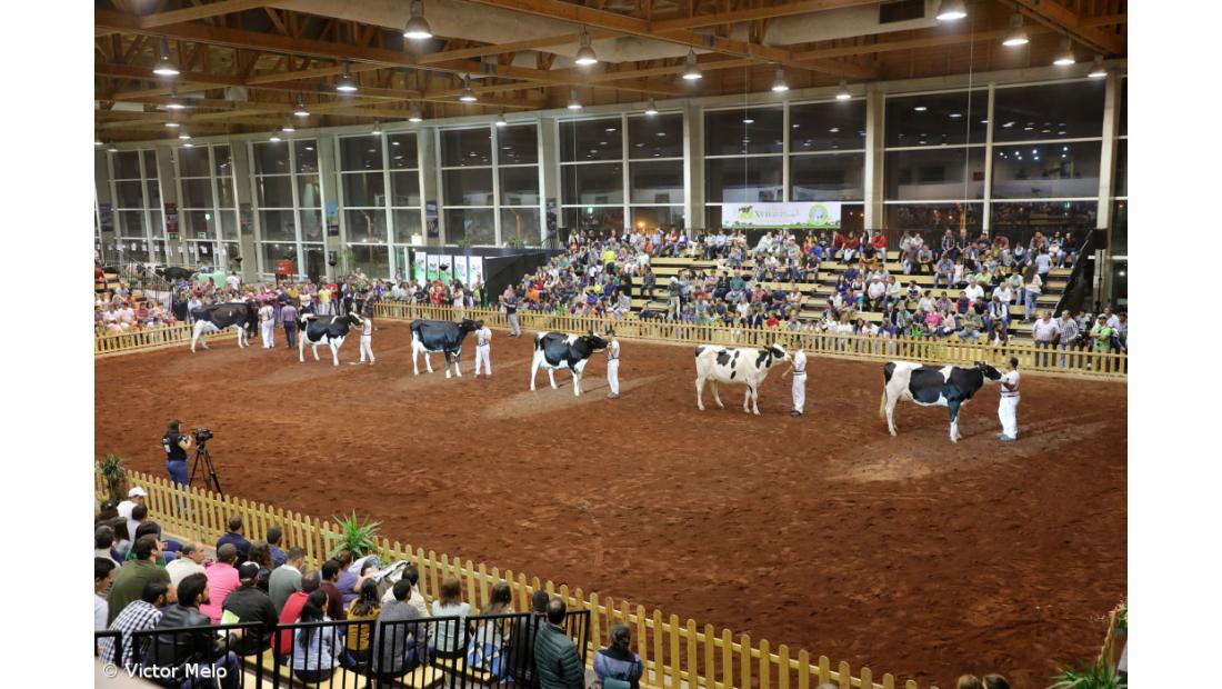 V Concurso Holstein Frísia de Outono conta com cerca de 190 animais