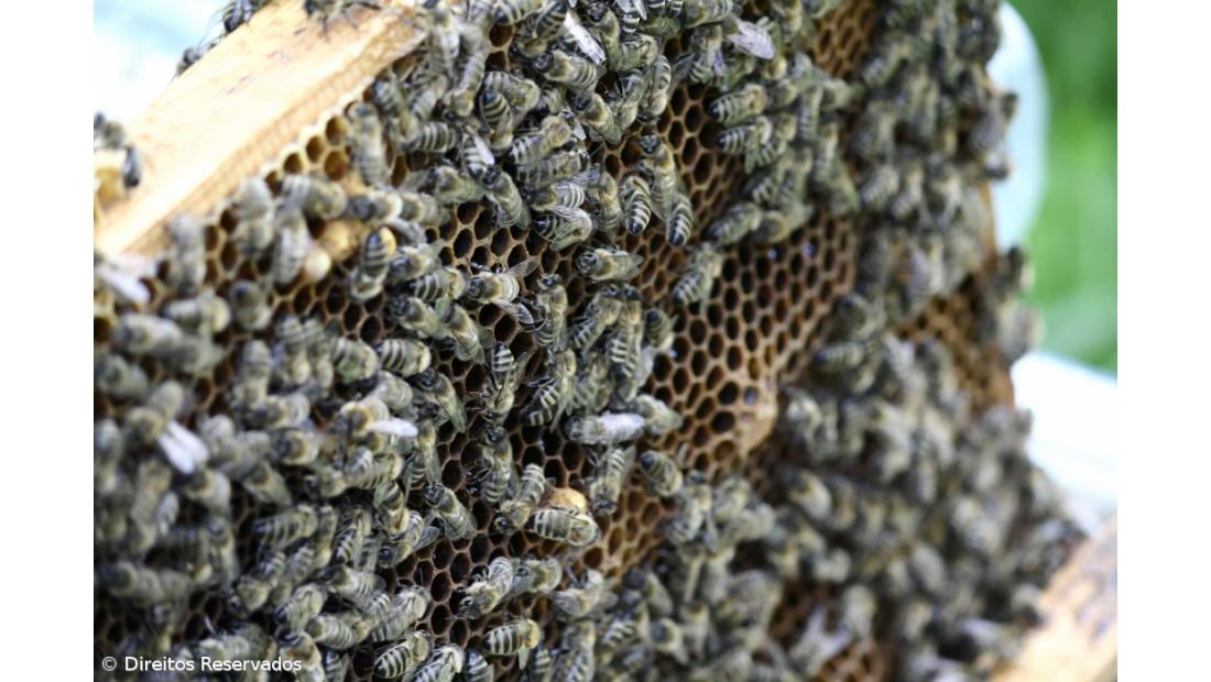 Sessão de esclarecimento sobre sanidade apícola na ilha de São Jorge  