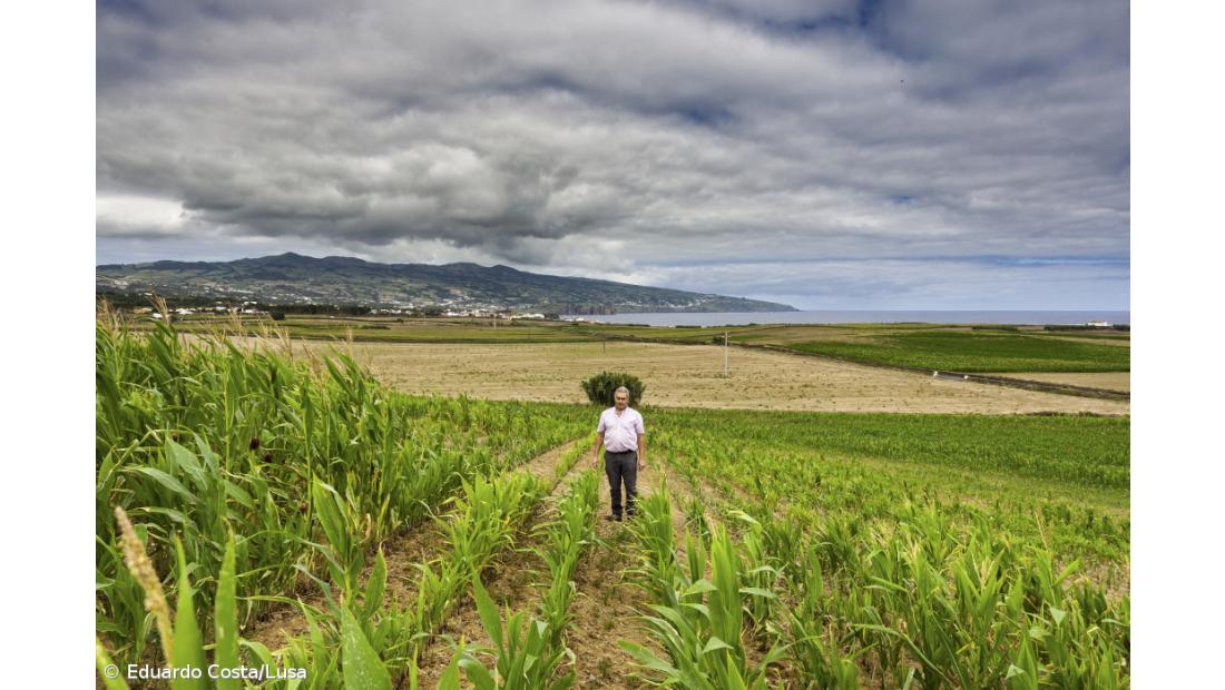 Agricultores dos Açores recebem 62 milhões de euros de antecipação das ajudas do POSEI e PRORURAL+ 