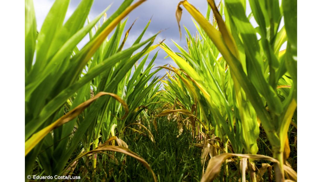 Seca na ilha de São Miguel leva agricultores a ponderar redução de explorações – Imagem 3