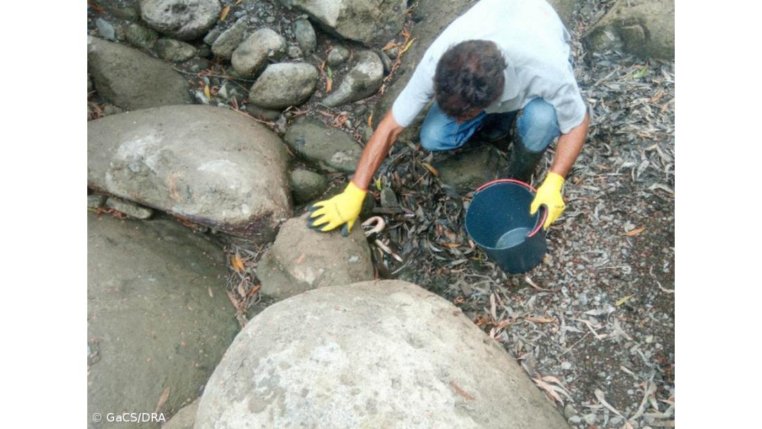 Direção regional do Ambiente resgatou 46 enguias no Nordeste, em São Miguel