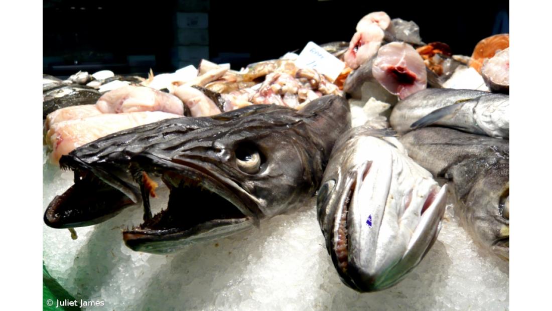 Bruxelas estabelece preços de referência do peixe para 2012