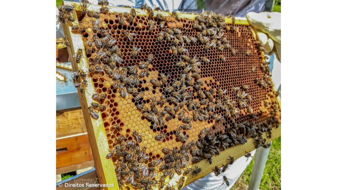 Governo garante que mel dos Açores não se encontra contaminado