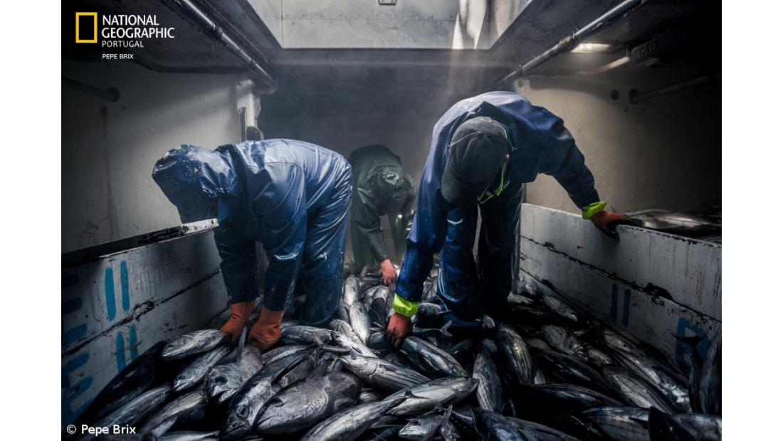 Exposição sobre a pesca do atum nos Açores de Pepe Brix chega a Alcácer Quibir, em Marrocos  – Imagem 1