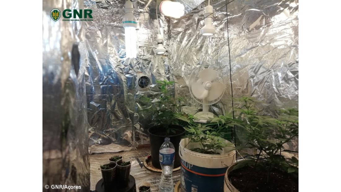 Detido homem por tráfico de estupefacientes na Horta – Imagem 2