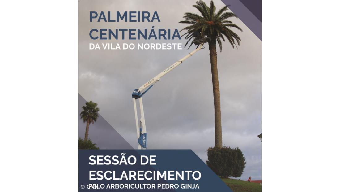 Sessão de Esclarecimento sobre a Palmeira Centenária na Vila de Nordeste