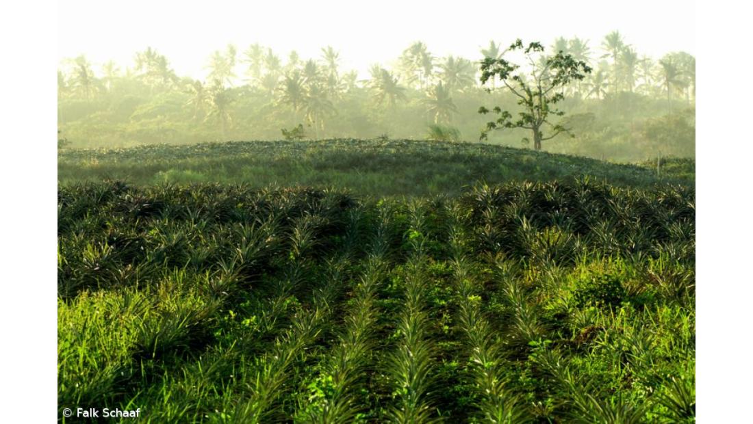 Projeto "Vamos à Horta" combate desertificação e promove produtos da terra em Avis
