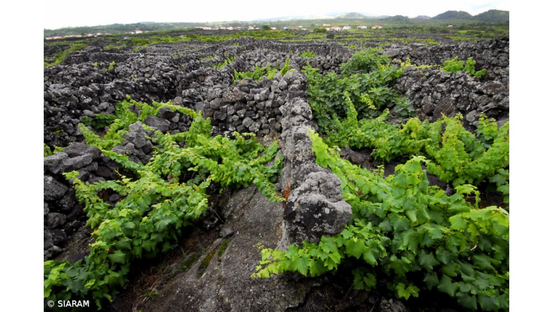 Prémio Nacional de Paisagem distingue vinha do Pico – Imagem 1