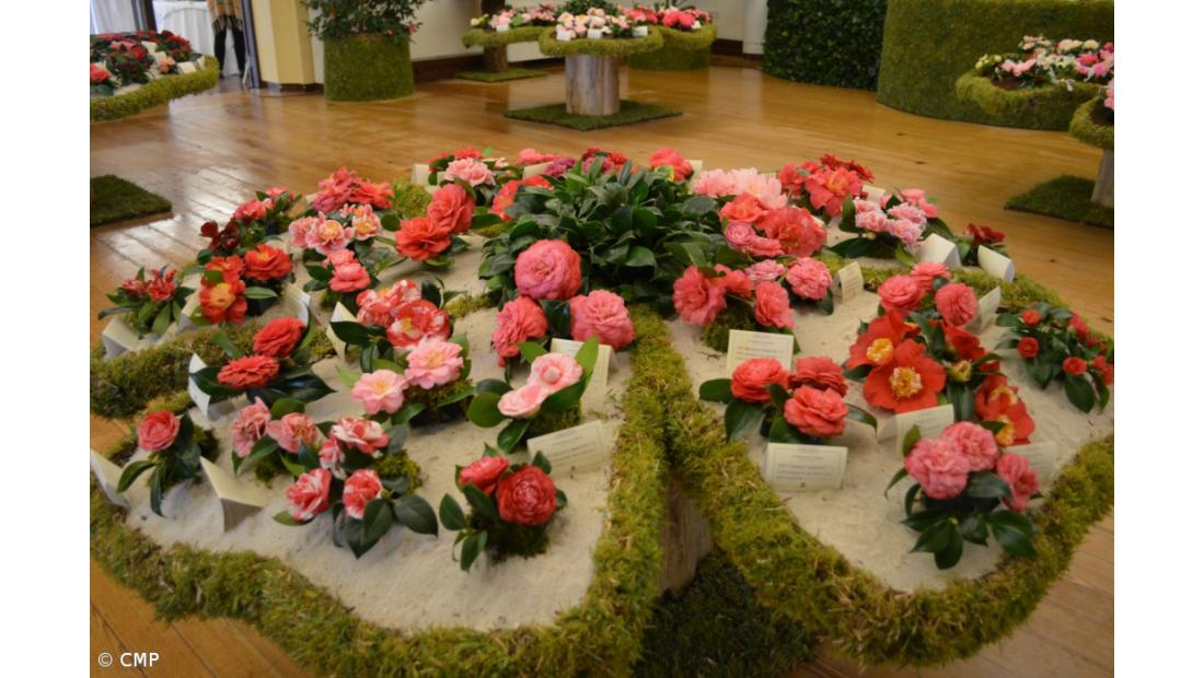 XVII Exposição de Camélias de 23 a 24 de fevereiro nas Furnas