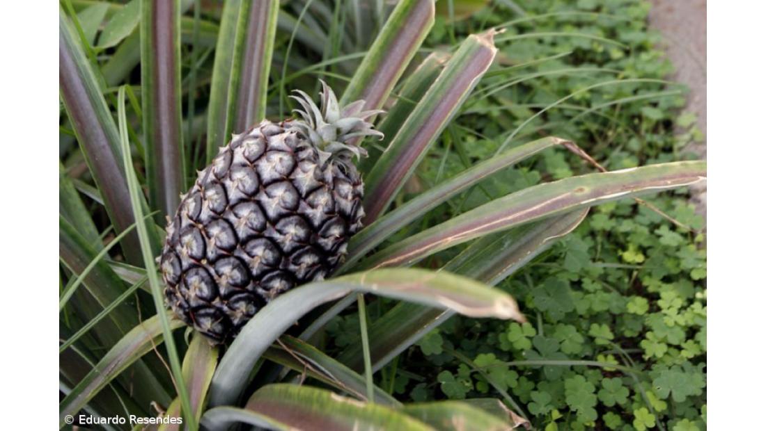 Ananás dos Açores vai ser consumido em novos formatos a partir de 2018