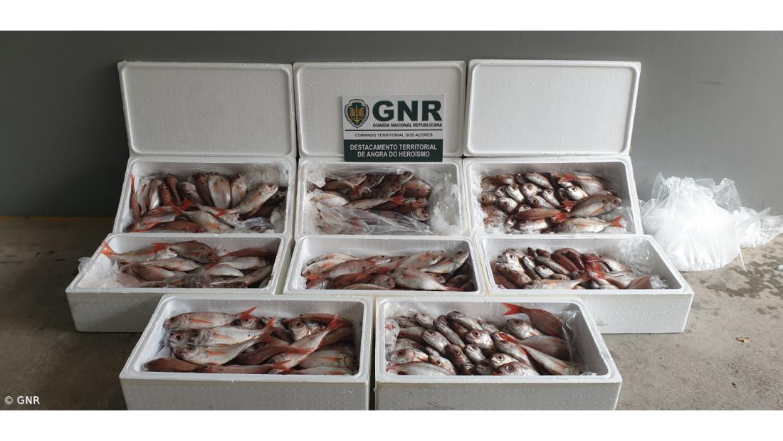 Apreensão de 169 quilos de pescado na Terceira – Imagem 2