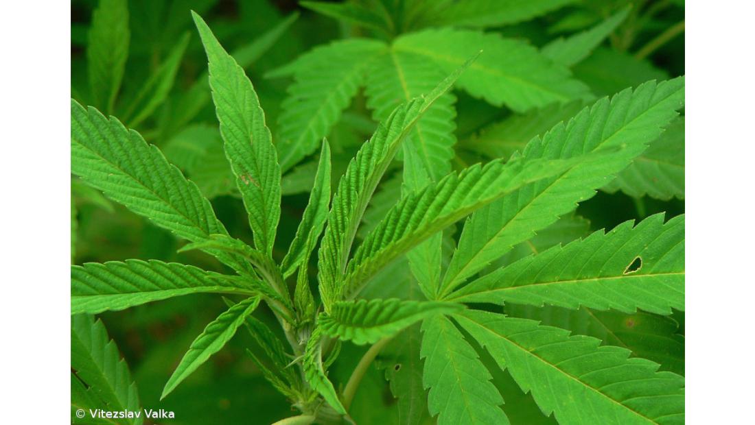 PSP apreendeu 209 plantas de 'cannabis' numa plantação na Lagoa