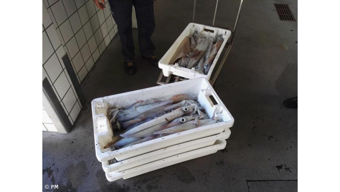 Polícia Marítima efetua apreensão ao largo de São Jorge