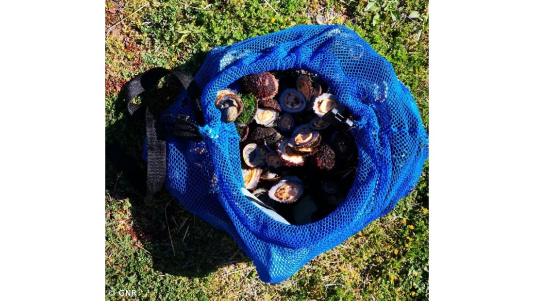  Apreensão de 33 quilos de lapas nas ilhas do Faial e Pico – Imagem 2