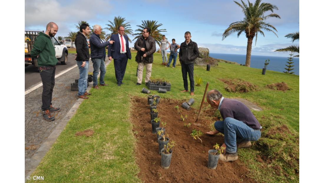 Câmara do Nordeste ajardina espaços públicos com endémicas  – Imagem 2