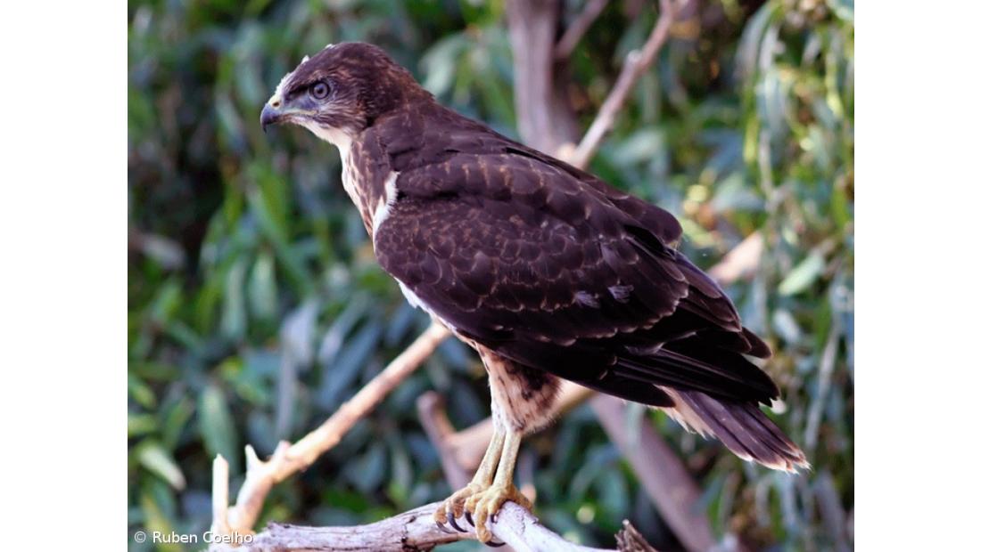 Censo anual de milhafres decorre a 6 e 7 de abril nos Açores 