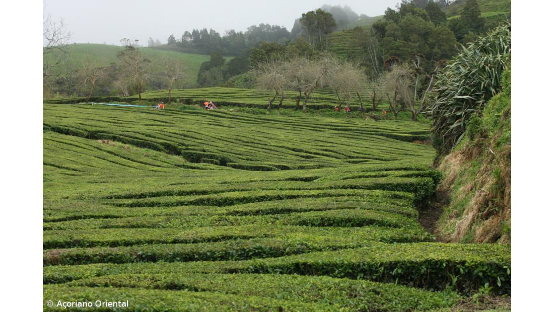 Açores associam-se às comemorações das Jornadas Europeias do Património