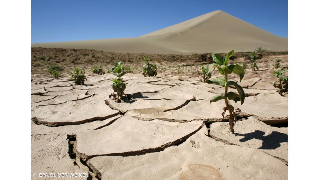 Investigadores criam bioestimulantes para que plantas resistam às alterações climáticas