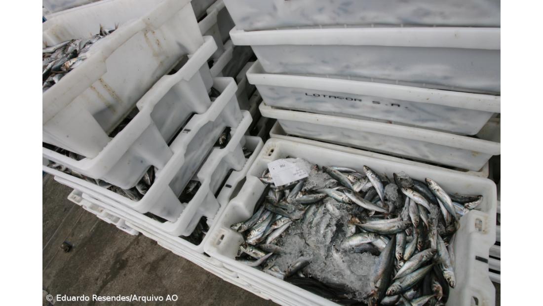 Governo dos Açores reforça fiscalização à venda ilegal de chicharro