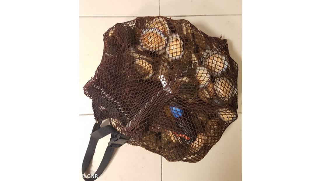 GNR deteve dois homens na apanha ilegal de lapas no Pico – Imagem 2