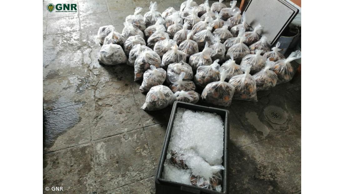 Apreensão de 232 quilos de lapas em São Jorge – Imagem 2