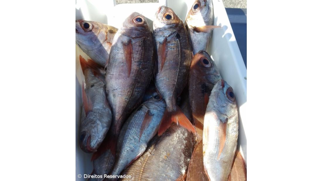 Ministros da Agricultura e Pescas têm hoje primeiro debate sobre capturas para 2025