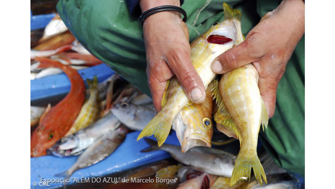 Festival Lagoa Bom Porto arranca amanhã – Imagem 2