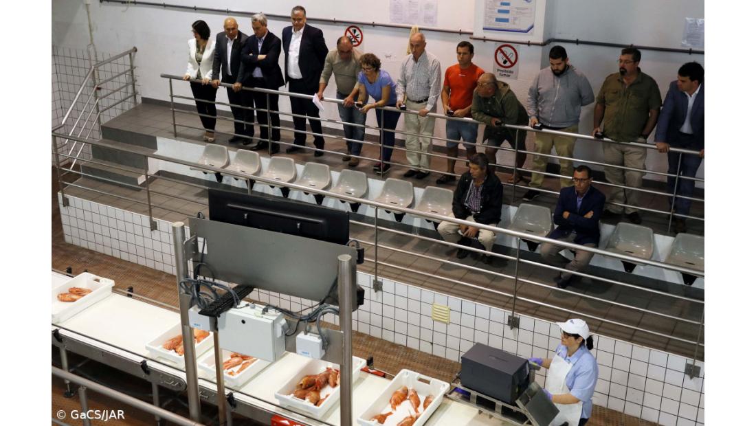 Federação das Pescas "carregadíssima de razão" sobre atum-voador, diz Vasco Cordeiro – Imagem 2