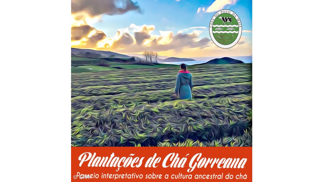 Maia organiza passeio pelo mundo ancestral do chá