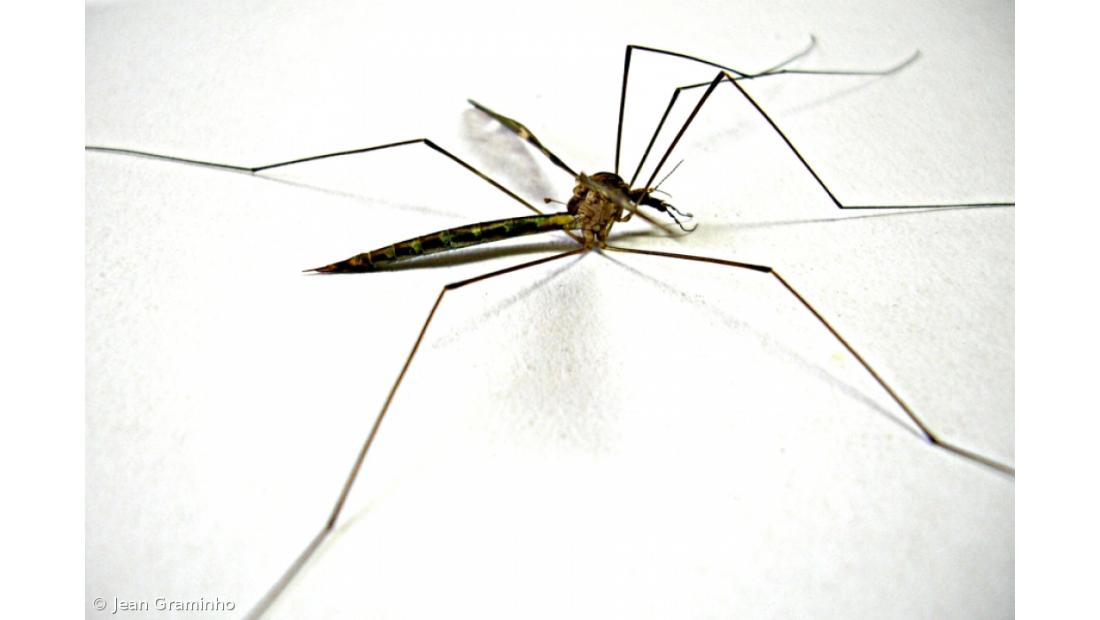 Agência da ONU estuda uso de técnica nuclear para combater mosquito da dengue