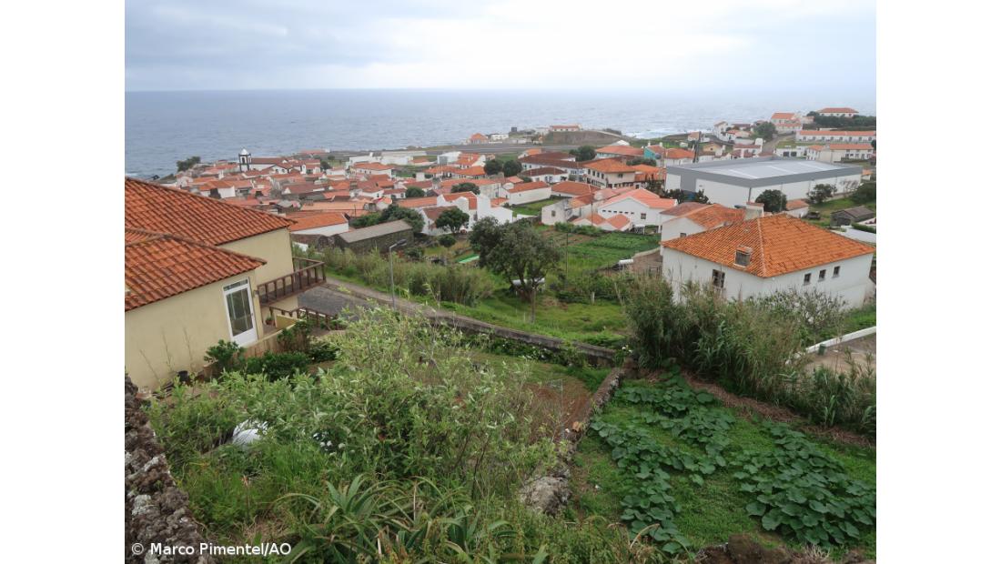 PS alerta que alimentação de inverno do gado no Corvo pode estar "comprometida"