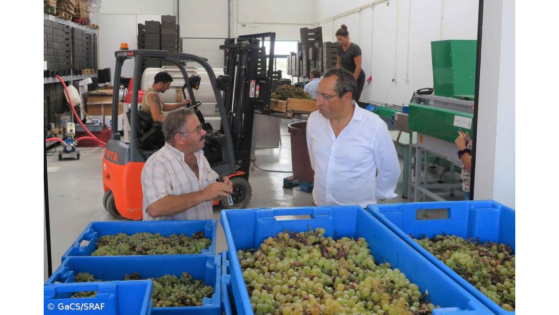 Governo desenvolve ‘app’ e guia sobre vinhos certificados do arquipélago