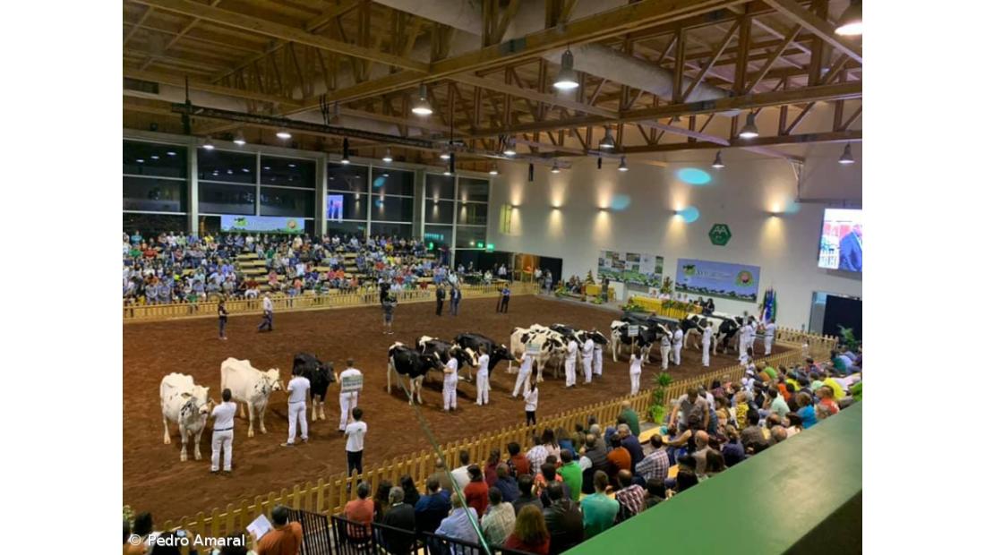 50 explorações e 170 vacas no Concurso Holstein Frísia de Outono