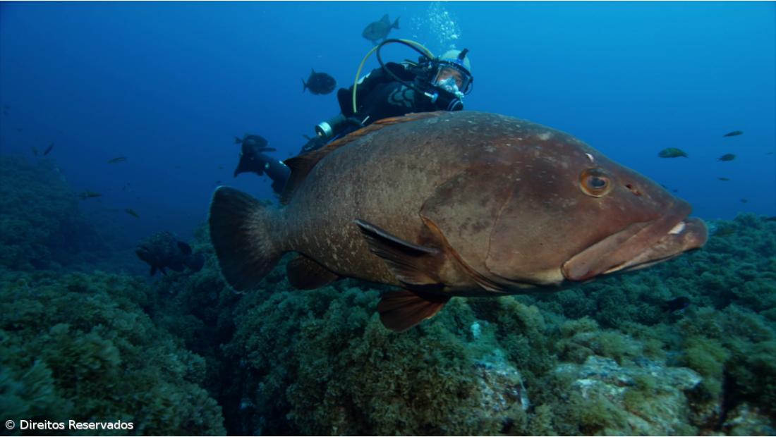 “Se não for dentro de uma área marinha protegida não vemos nada” – Imagem 1