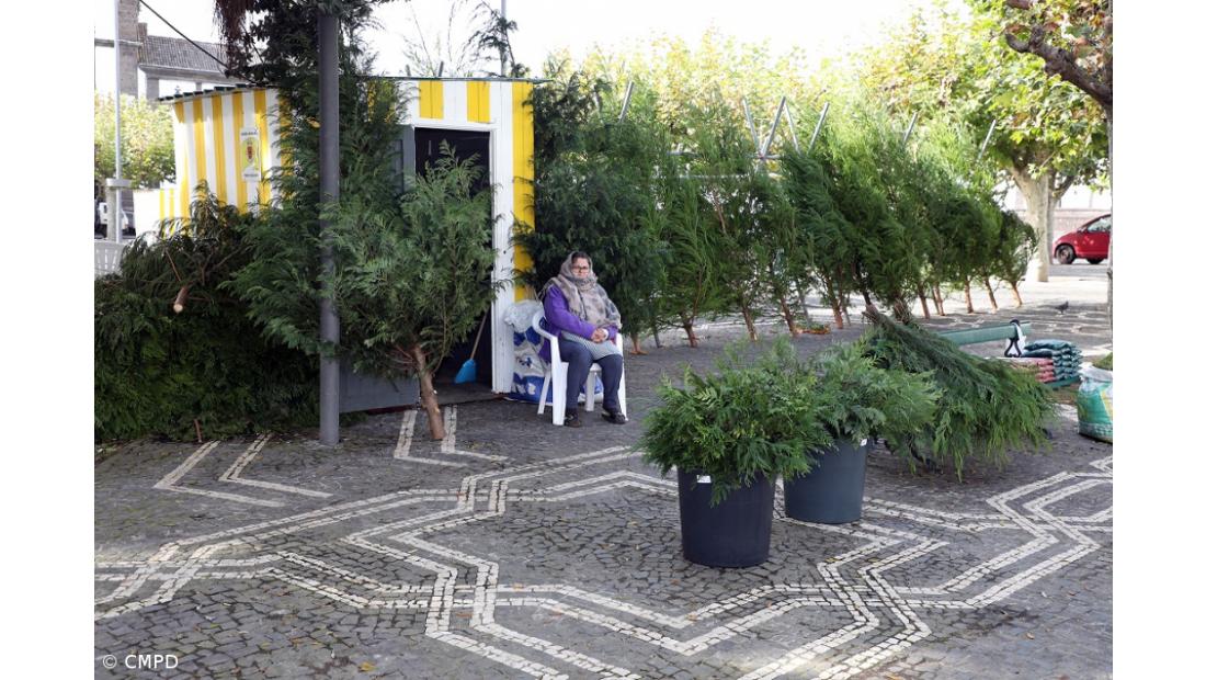 Até as árvores de Natal ficaram por vender em Ponta Delgada