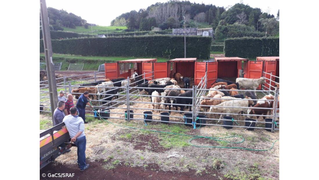 Concluída operação de retirada de bovinos vivos da ilha do Corvo