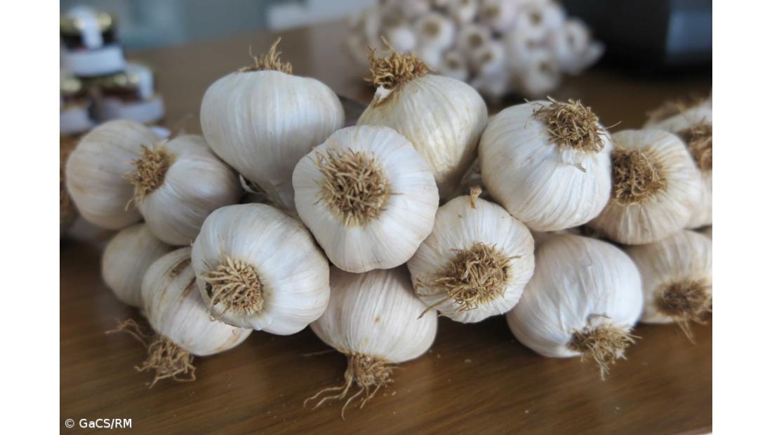 "Registo do Alho da Graciosa como IGP vai aumentar notoriedade e trazer benefícios aos agricultores"