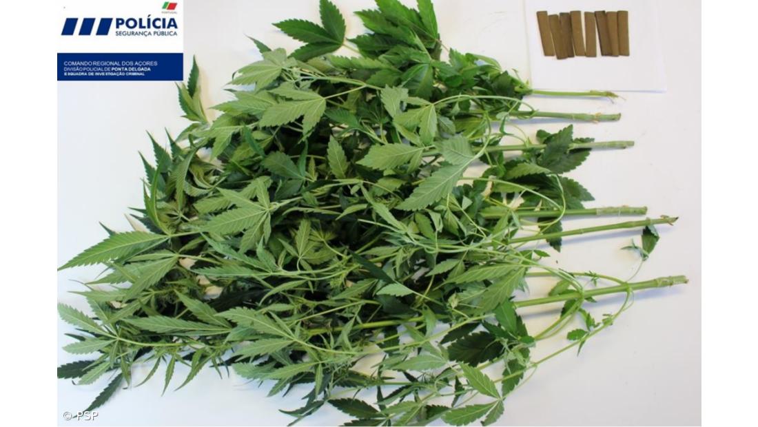 Apreensão de 1765 doses de haxixe e seis plantas de cannabis nas Capelas – Imagem 2