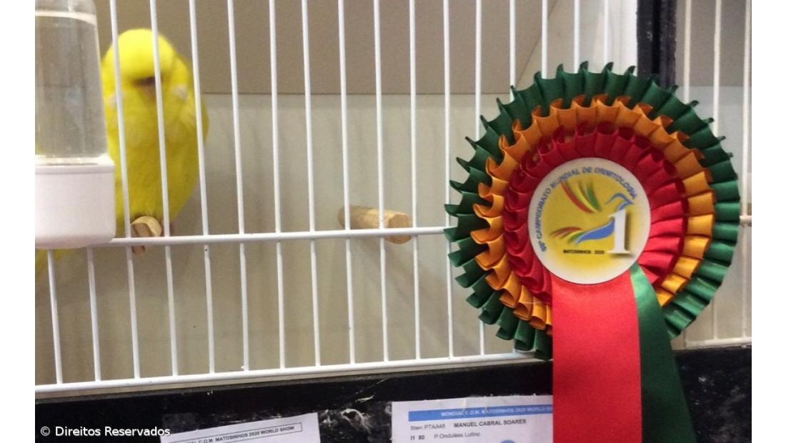 Criadores micaelenses de aves ganham três títulos mundiais  – Imagem 2