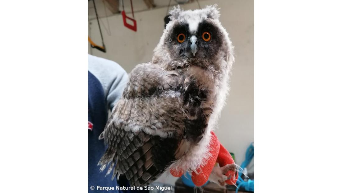 Resgatado um mocho juvenil em São Miguel