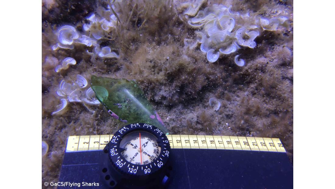 Açores iniciam mergulhos para mapeamento de lixo marinho no Faial e no Pico – Imagem 4