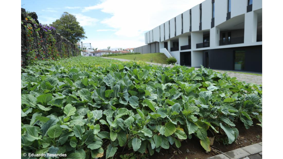 Projeto reergue vidas a partir do trabalho na terra – Imagem 4