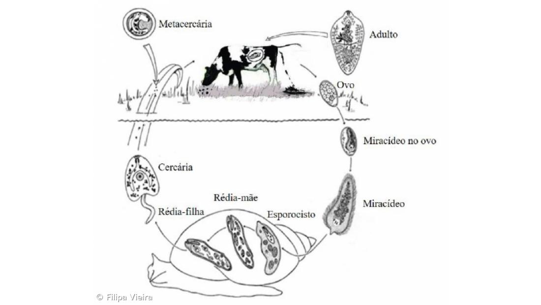 A Fascíola Hepática nos Açores. Como Fizemos... Conclusões do estudo – Imagem 13