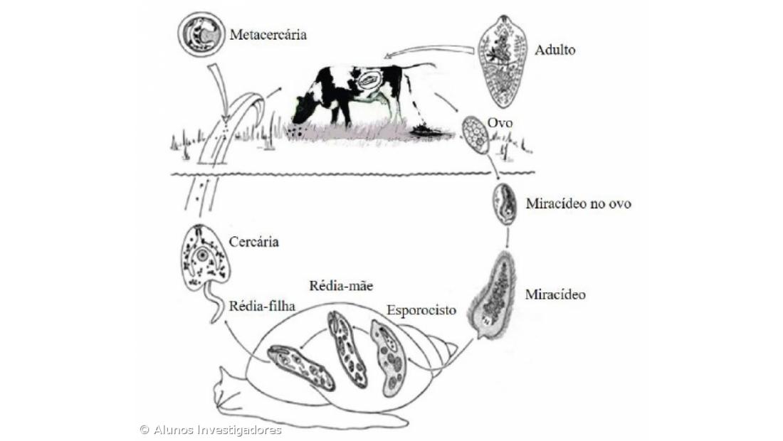 A Fascíola Hepática nos Açores. Como Fizemos... Conclusões do estudo – Imagem 15