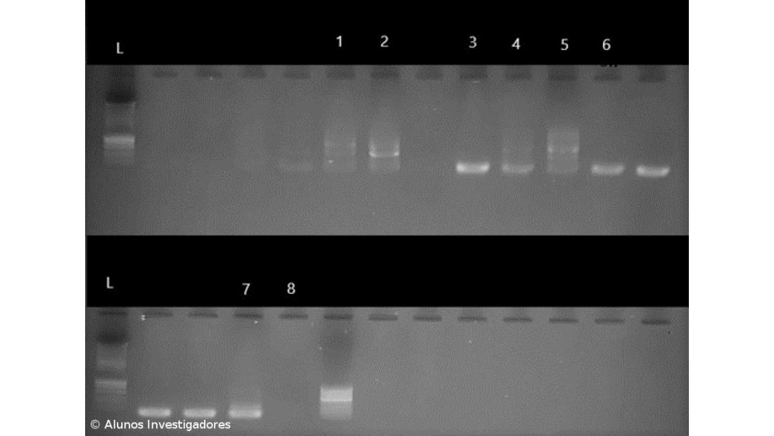 A Fascíola Hepática nos Açores. Como Fizemos... Conclusões do estudo – Imagem 16