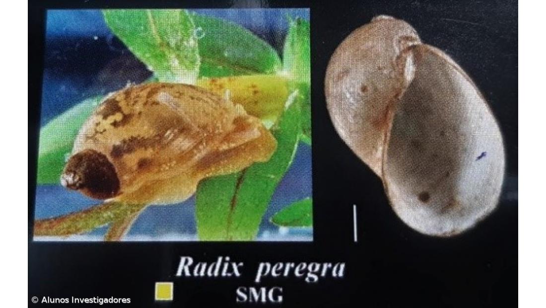 A Fascíola Hepática nos Açores. Como Fizemos... Conclusões do estudo – Imagem 18