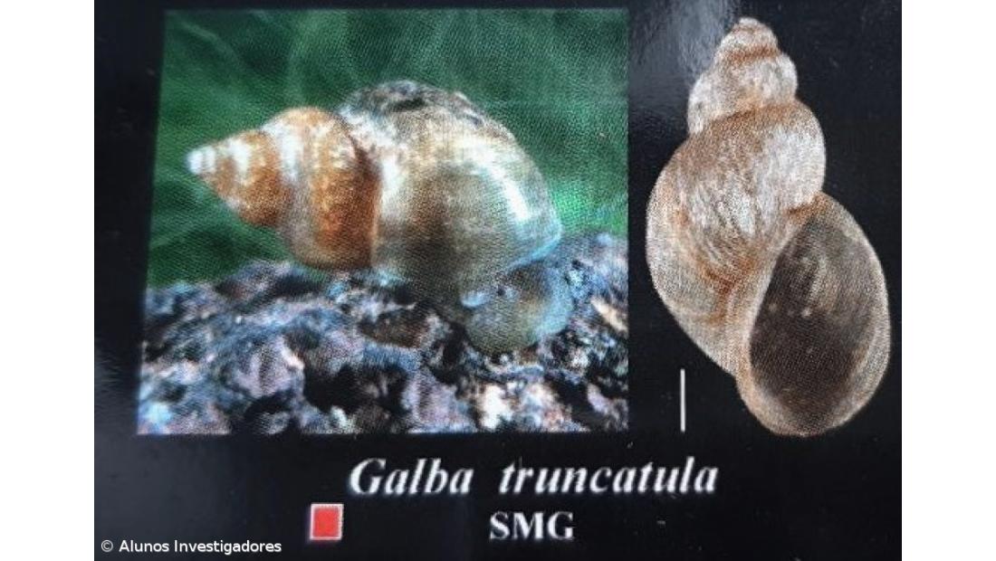 A Fascíola Hepática nos Açores. Como Fizemos... Conclusões do estudo – Imagem 19